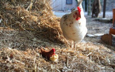 Les animaux comme source d’inspiration